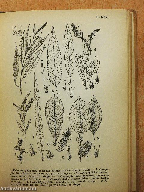 Erdő mező virágai