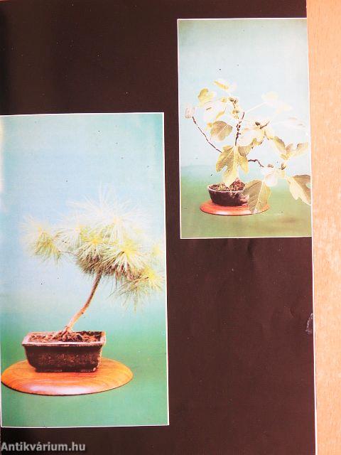 Bonsai Magazin 1987. tél