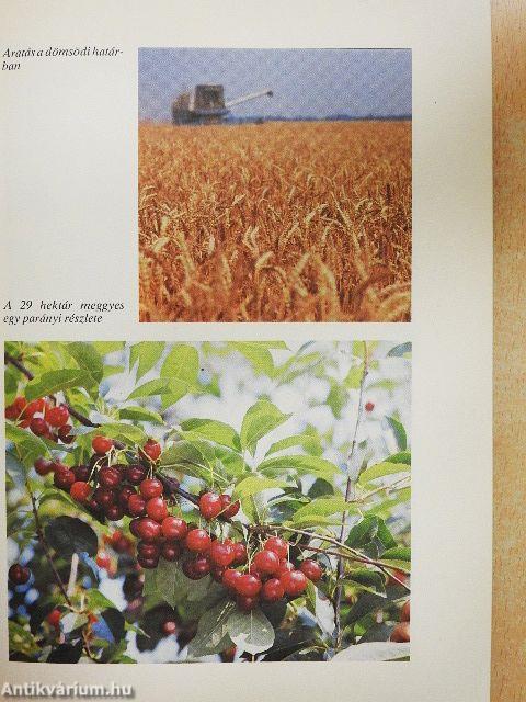 Negyvenéves a dömsödi Dózsa