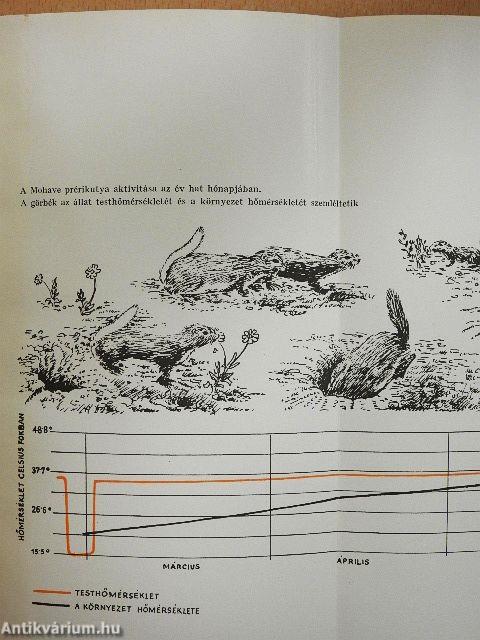 Célszerűség az élővilágban és az istenhit