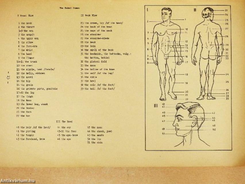 Egységes angol orvosi nyelvkönyv és szöveggyűjtemény