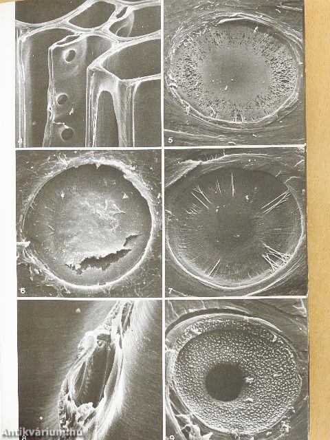 A fatest háromdimenziós szerkezete