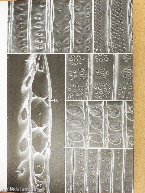 A fatest háromdimenziós szerkezete