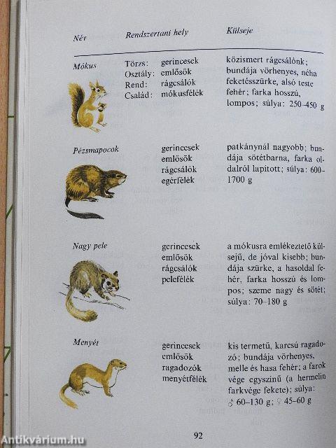 Tarkabarka állatvilág