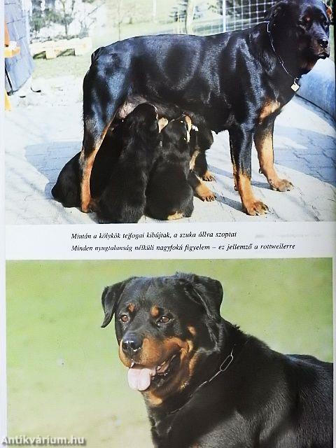A rottweiler