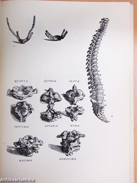 De humani corporis fabrica