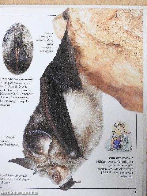 Csudálatos denevérek
