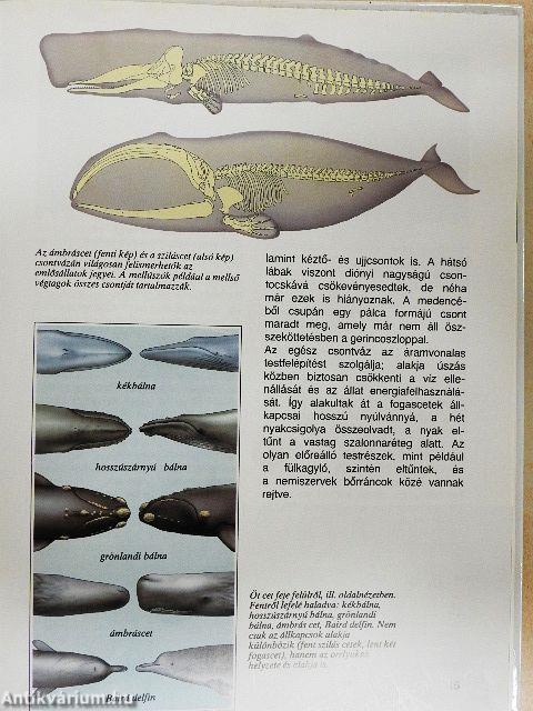 Bálnák és delfinek