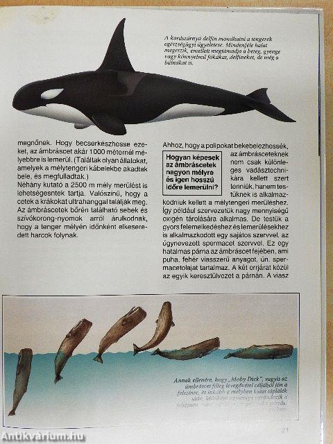 Bálnák és delfinek