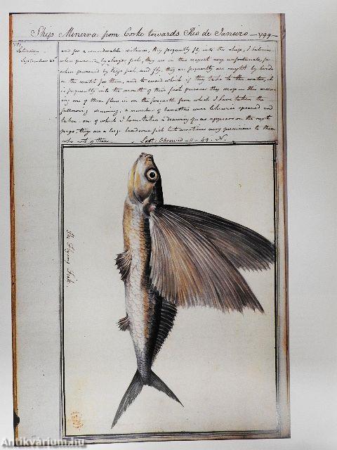 Utazók és kalandorok