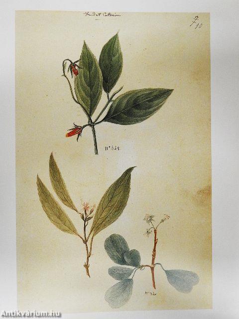 Utazók és kalandorok