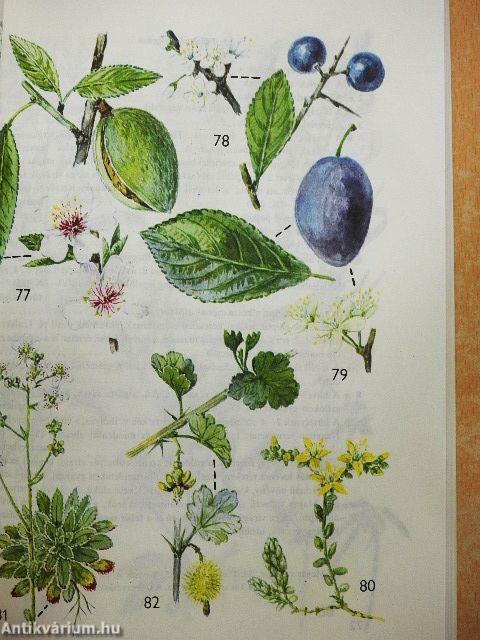 Kis növényhatározó rendszertani és ökológiai tájékoztatóval