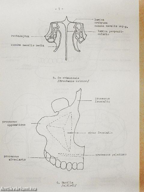 Anatómiai ábragyűjtemény