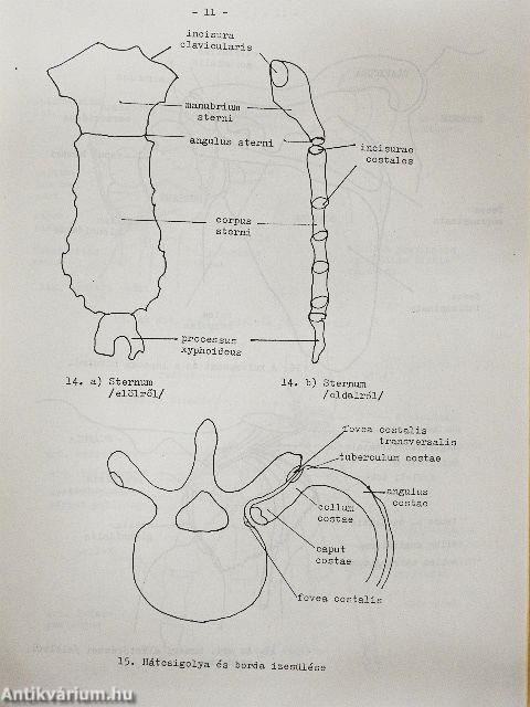 Anatómiai ábragyűjtemény
