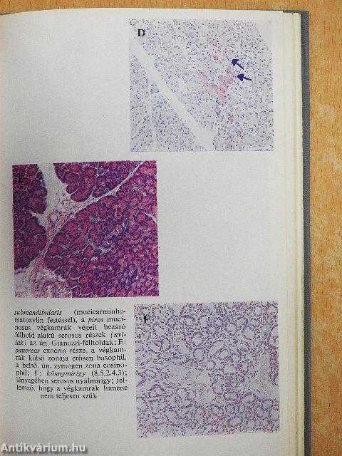Functionalis anatomia 2.