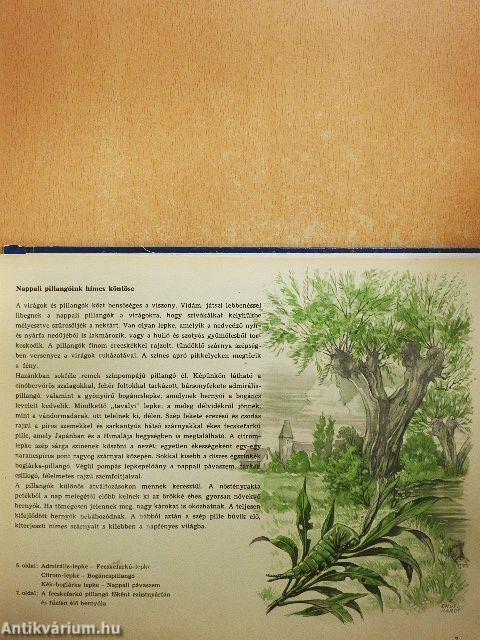 A természet csodái