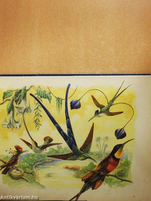 A természet csodái