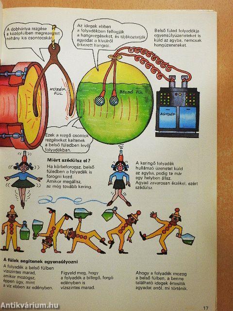 Így működik a tested