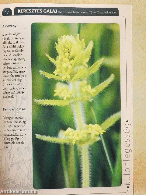 A természet gyógyereje 13.