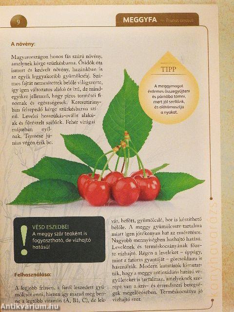 A természet gyógyereje 2.