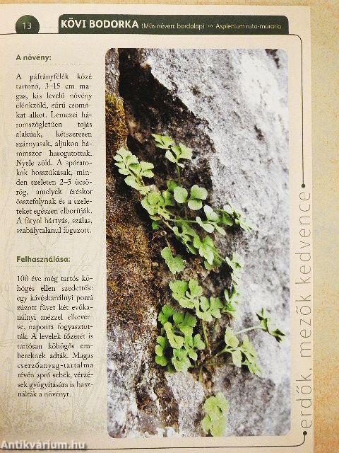 A természet gyógyereje 12.