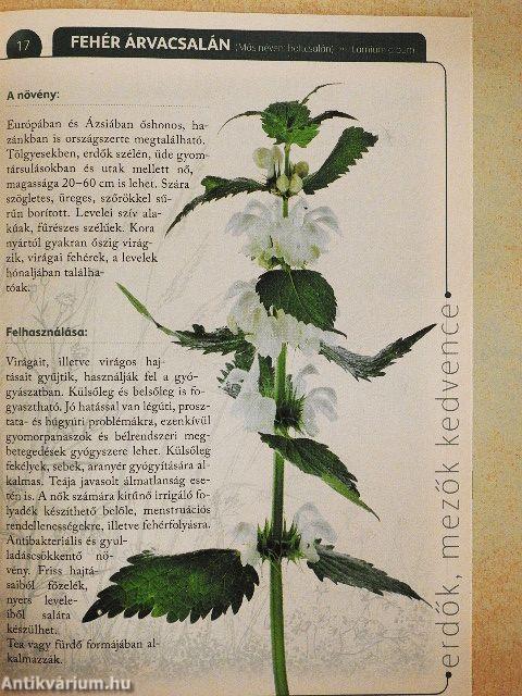 A természet gyógyereje 8.