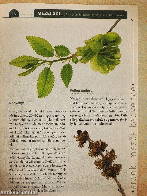 A természet gyógyereje 7.