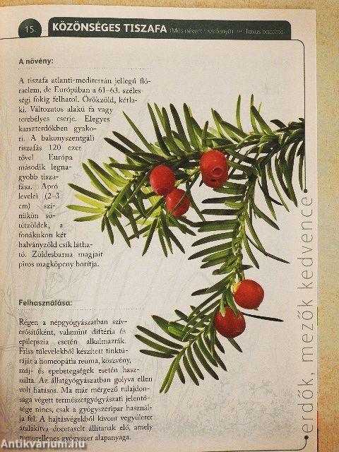 A természet gyógyereje 7.