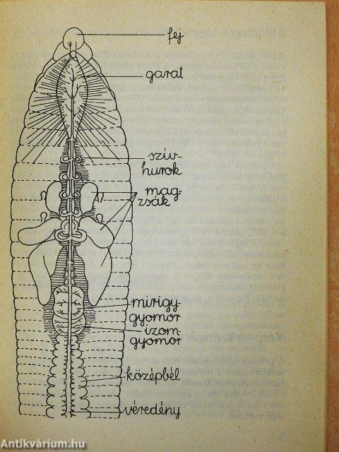 Gilisztatenyésztés a biokertben