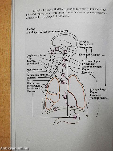 A köhögés és terápiája