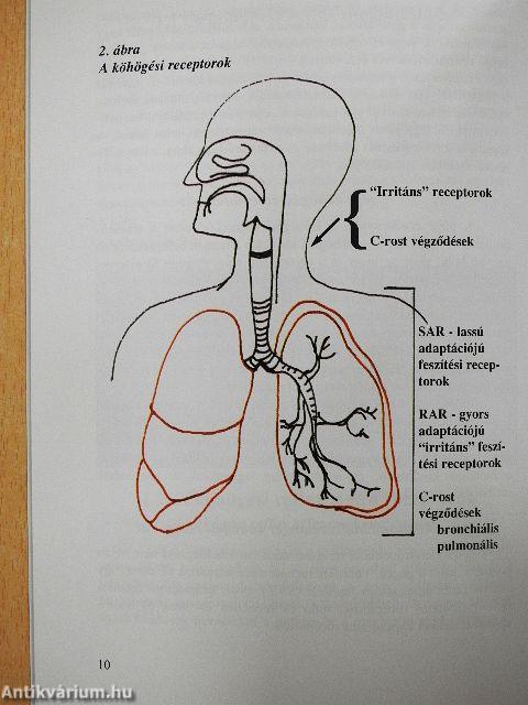 A köhögés és terápiája