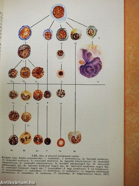 Orvosi élettan 1-2.