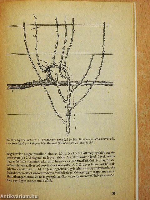 A kordonművelésű szőlő