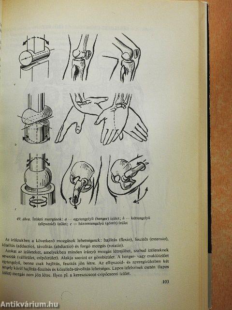 Az emberi test felépítése