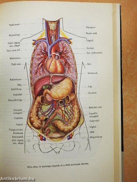 Az emberi test felépítése