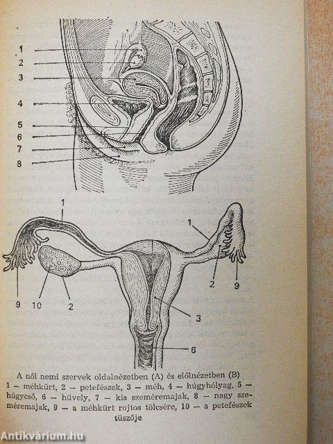 Fiatalság, szerelem