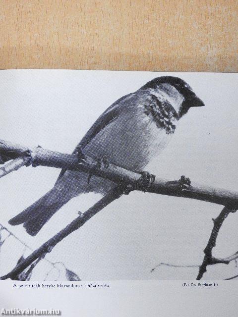 Madarakról - Mindenkinek