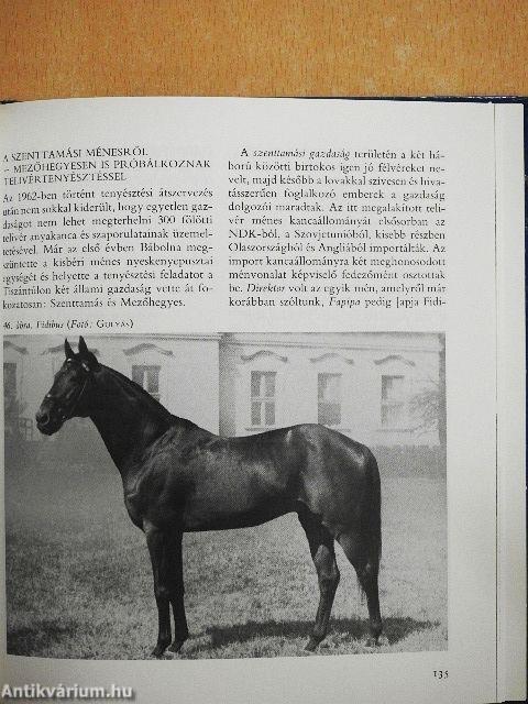 Az angol telivér Magyarországon