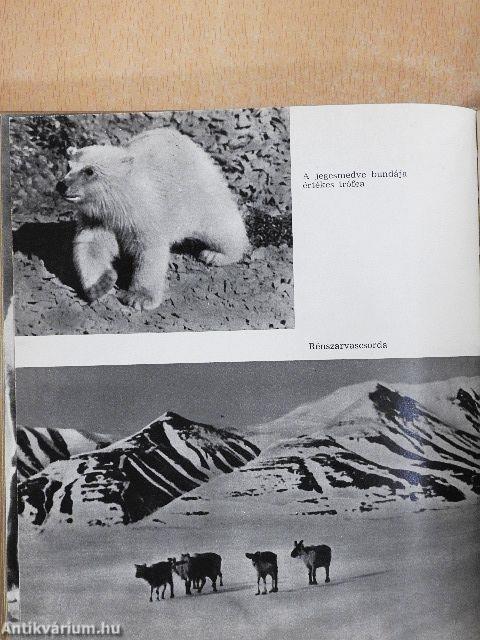 Egy asszony a Spitzbergákon