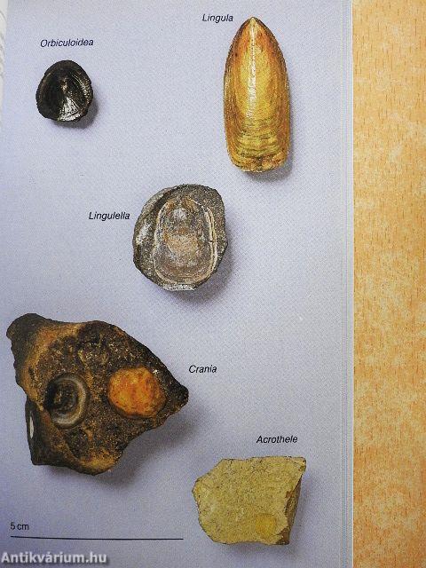 Fossils