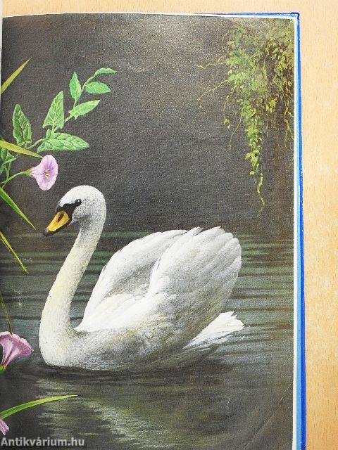 Hápi világgá megy