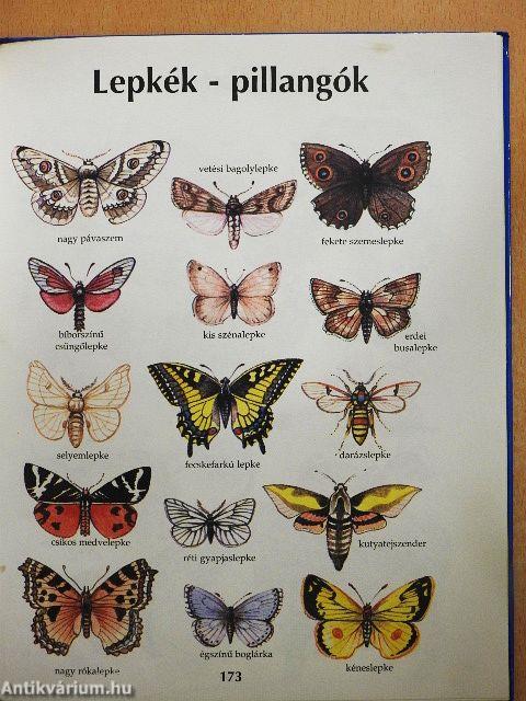 Csodaország A-tól Z-ig