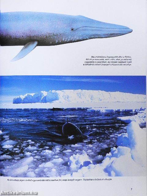 Bálnák és delfinek