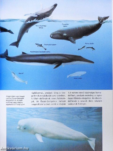 Bálnák és delfinek