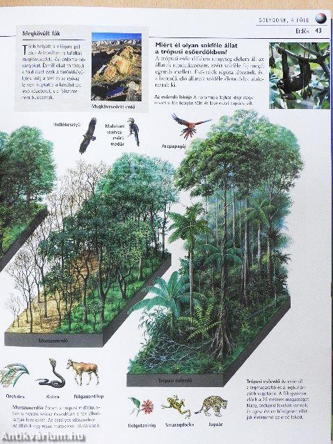 Ámulatba ejtő valóság