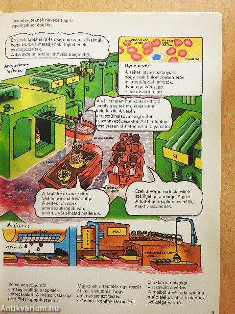 Így működik a tested