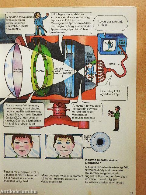 Így működik a tested