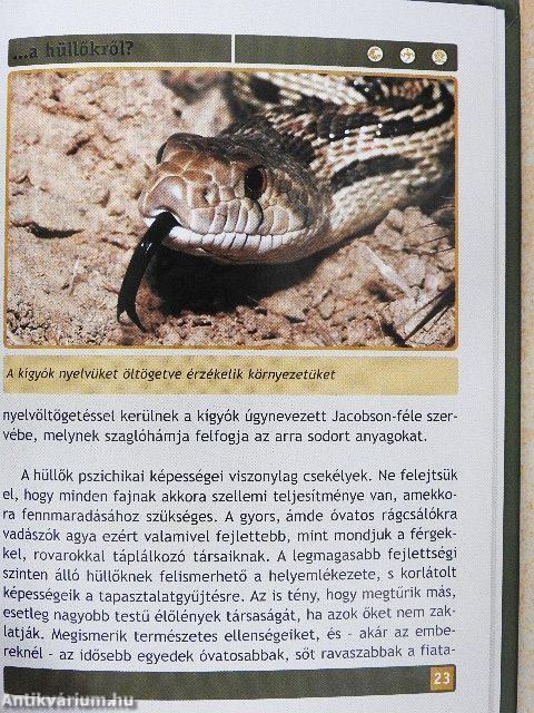 Mit kell tudni a hüllőkről?