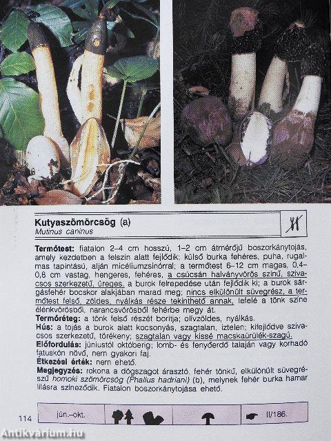 Ismerjük fel a gombákat! 2.