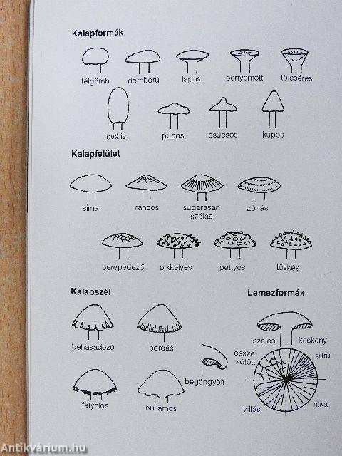 Ismerjük fel a gombákat! 2.